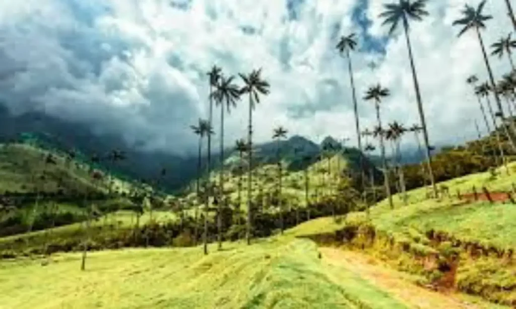 Cocora Valley